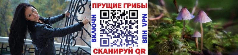 наркота  Озёрск  Галлюциногенные грибы Psilocybine cubensis 